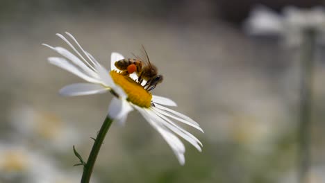 Wild-bee-sitting-on-camomile-blossom-in-wilderness-and-collecting-pollen,-macro