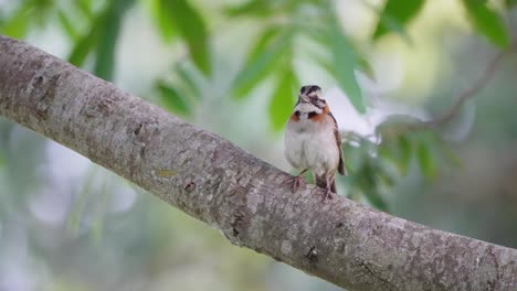 Neotropical-songbird-rufous-collared-sparrow,-zonotrichia-capensis-perching-on-tree-branch-and-wonder-around,-spreads-its-wings-and-fly-away-before-rainfall-with-foliage-swaying-in-the-background