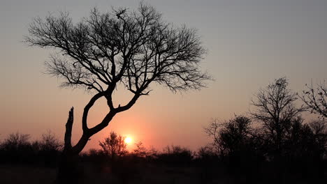 Wunderschöner-Blick-Auf-Die-Silhouetten-Von-Bäumen-Und-Büschen-Bei-Sonnenuntergang-In-Afrika