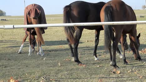 horse-walking-through-the-Meadows-eating-grass-stock-video