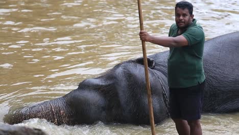 Static-view-of-an-orphaned-elephant-from-Pinnawala-Elephant-Orphanage-relaxing-while-taking-bath-in-the-river-water-in-Sabaragamuwa-Province-of-Sri-Lanka,-Dec-2014