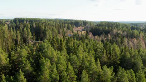 Pine-Tree-Coniferous-Woodlands-In-Swedish-Countryside-Near-Östersund,-Sweden