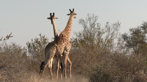 Male-Giraffe-Couple-Necking-in-Wilderness-of-Africa,-Animals-in-Natural-Habitat