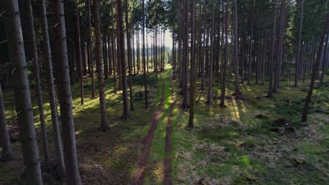 Drifting-slowly-among-new-growth-pine-trees-with-a-bright-afternoon-sun-dappling-the-forest-floor-in-the-Czech-Republic