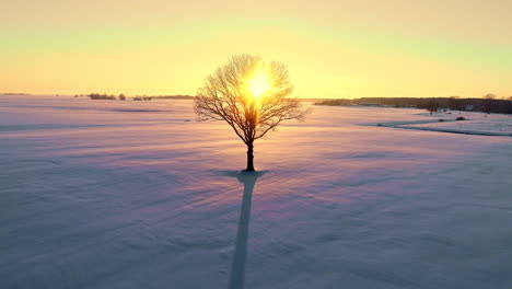 leafless-solitary-tree-in-snow-covered-winter-meadow,-backlit-by-sunbeam