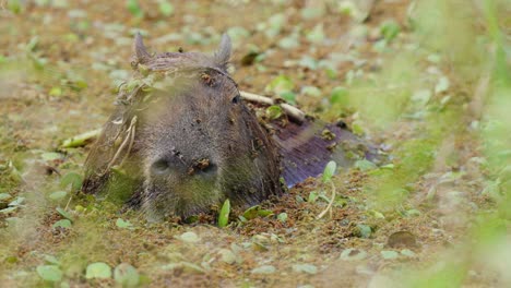 Sleepy-capybara,-hydrochoerus-hydrochaeris-peacefully-soaking-in-the-water-full-of-various-vegetations,-algae-and-aquatic-plantations-in-the-wild-nature,-wildlife-close-up-shot