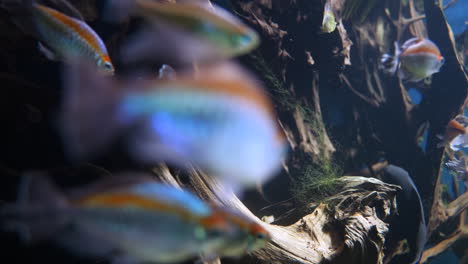 Close-up-shot-of-school-of-fish-swimming-in-deep-water-of-Aquarium---Colorful-Neon-fish-in-silver-and-orange-color