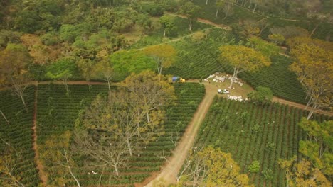 Spektakuläre-Luftaufnahme-Mit-Drohne-Der-Kaffeeernte-In-Huatusco,-Veracruz