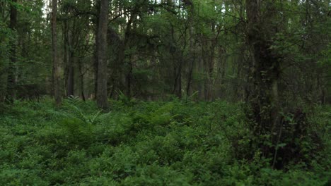 Woodland-with-Ferns,-Bushes-and-Trees
