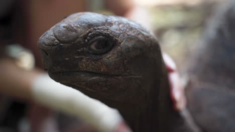 Scaly-head-of-giant-tortoise-petted-by-human,-close-up-shot