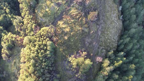 Von-Oben-Nach-Unten-Waldklippe-Auf-Der-Insel-Vancouver,-Kanada,-Einsamer-Baumhügel