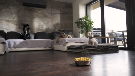 Three-dogs-lying-on-sofa-in-design-flat,-bowl-of-dog-food-on-the-floor