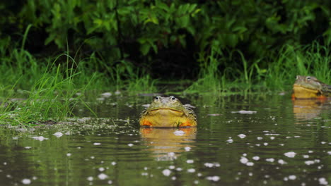 View-Of-African-Giant-Bullfrogs-In-Shallow-Water---wide