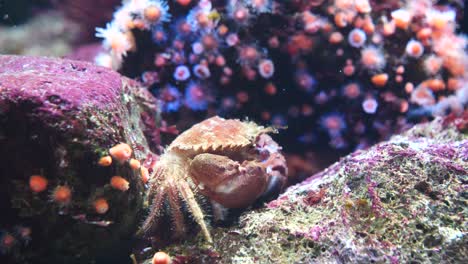 Close-up-shot-of-wild-Crab-resting-underwater-between-coral-reefs-and-water-plants