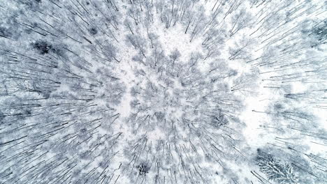 aerial-top-backward-moving-shot-over-a-section-of-the-winter-coniferous-forest-after-white-snowfall-at-daytime