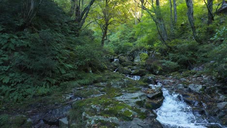 Amidaga-Taki,-Rückzug-Aus-Der-Luft-Durch-Den-Wald-Entlang-Des-Baches,-Gifu-Japan