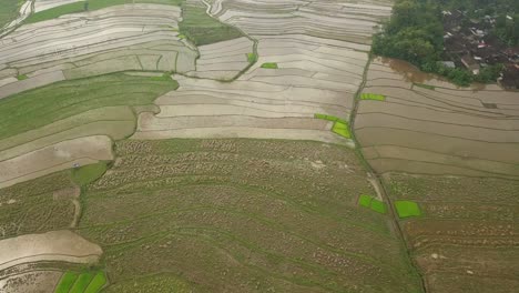 Aerial-flyover-flooded-rice-fields-and-paddys-in-Indoensia-during-sunny-day---Beautiful-pattern-from-above--
