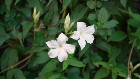 Common-White-Jasmine--In-The-Garden.-close-up