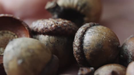 A-person-holds-many-acorn-in-their-hand,-close-up-macro-shot-with-bokeh