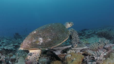 Eine-Karettschildkröte-Gleitet-Mühelos-über-Bunte-Korallen-Am-Great-Barrier-Reef-In-Australien