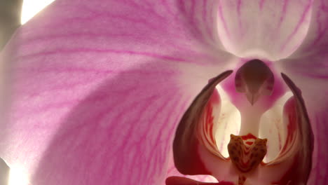 Schöne-Violette-Phalaenopsis-Orchideenblume-Im-Sonnenlicht,-Nahaufnahme-Der-Pfanne