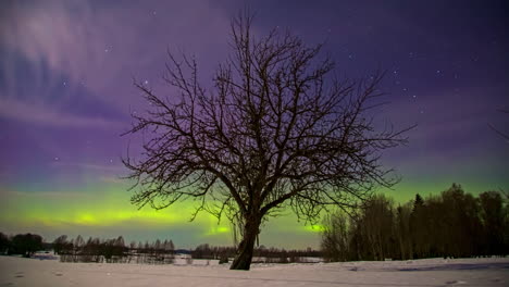 Silhouette-of-leafless-tree-and-glowing-colorful-Northern-Lights-at-sky-in-background---time-lapse-shot-of-winter-scene-at-night-in-Scandinavia