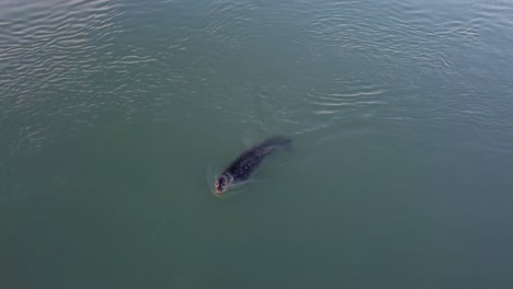 Seal-Swimming-In-The-Cold-Water-Of-Jokulsarlon-Glacier-Lagoon-In-Iceland---drone-shot