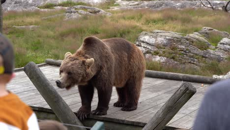 Sad-old-brown-bear-waiting-for-food-inside-zoo---Soft-focused-audience-in-foreground-and-bear-inside-fence-at-safe-distance---Static-handheld-clip-from-audience-point-of-view