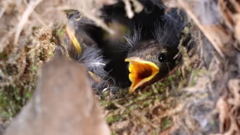 Hungry-Eurasian-Wren-Chicks-On-Bird's-Nest-Feed-By-Their-Mother
