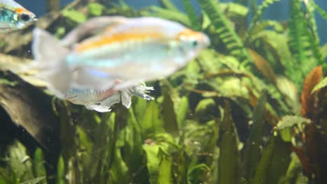 Close-up-shot-of-orange-turquoise-colored-small-school-of-fish-swimming-in-Aquarium