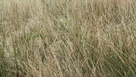 A-close-up-of-long-sharp-grass-blowing-in-a-English-countryside-field