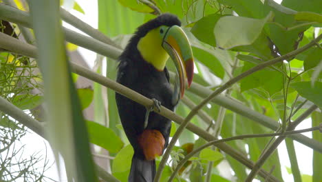 Wild-Rainbow-billed-toucan-scratching-himself-and-screaming-around-in-deep-jungle