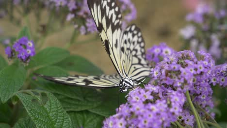Macro-shot-of-Paper-Kite-or-Tree-Nymph-Butterfly-resting-on-purple-blooming-blossom-in-nature-during-bright-sunny-day