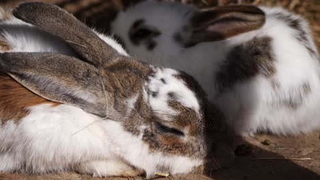 Close-up-shot-of-cute-white-and-brown-colored-bunny-rabbits-sleeping-during-sunlight