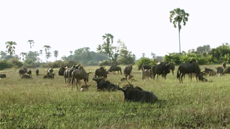 A-herd-of-Gnu-in-Botswana,-Africa