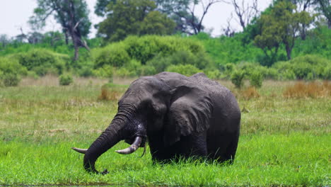 Einsamer-Afrikanischer-Savannenelefant,-Der-Im-Sommer-Im-Moremi-Wildreservat,-Botswana,-Grünes-Gras-Im-Sumpfgras-Weidet