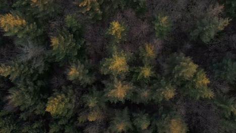 AERIAL---A-coniferous-forest-in-west-Germany-from-above