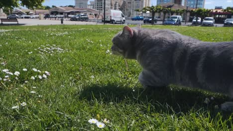 A-cat-is-moving-fast-in-the-green-grass-field-in-the-park-area,-Montpellier---France