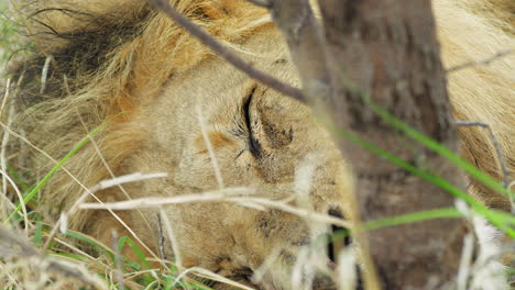 Extreme-Close-Up-Of-A-Lion-Peacefully-Sleeping-On-The-Grass
