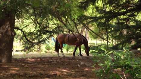 Wild-Horses-Grazing-Under-The-Trees-At-Daytime