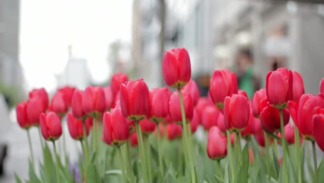 Tulipanes-En-El-Viento-En-Un-Clima-Soleado-De-Verano