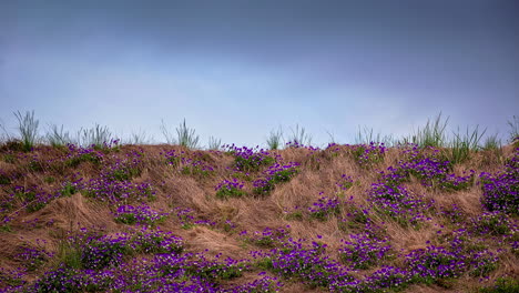View-of-purple-heather-wildflower-meadow-at-springtime-on-sunny-day-in-timelapse