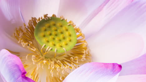 Zeitraffer-Einer-Lotusblüte,-In-Der-Sich-Staubgefäße-Nach-Der-Blüte-Um-Die-Samenkapsel-Bewegen