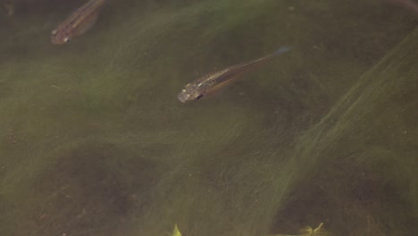 Fish-tiny-feeding-and-searching-in-shallow-swamp-water