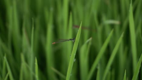 Die-Nadellibelle-Oder-Zygoptera-Wird-Auch-Libelle-Auf-Den-Blättern-Von-Reis-Genannt