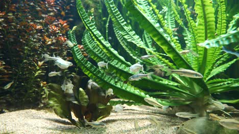 Weiße-Kleine-Fische-Schwimmen-Im-Aquarium-Zwischen-Wasserpflanzen-Und-Sandigem-Boden