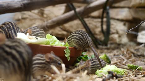 Family-of-Barbary-Lemniscomys-eating-fresh-lettuce-leaf-in-zoo,close-up-shot
