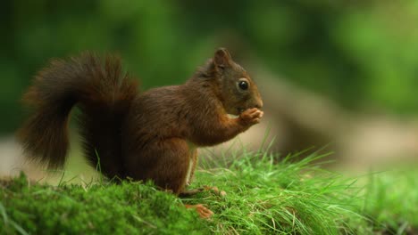Zeitlupenmakro-Nahaufnahme-Eines-Roten-Eichhörnchens,-Das-Schnell-Eine-Haselnuss-Frisst