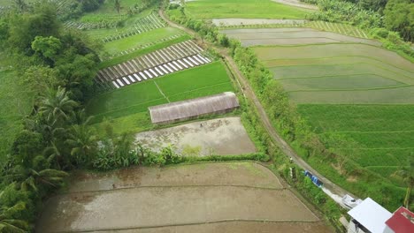 Aerial-birds-eye-shot-of-tropical-flooded-rice-paddies-and-farmers-planting-rice-in-Indonesia