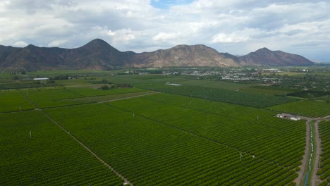 Aerial-dolly-in-of-tangerine-plantations-in-a-green-farm-field,-mountains-in-background-on-a-cloudy-day